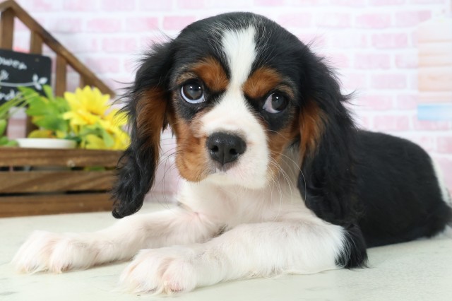 福岡県のキャバリアキングチャールズスパニエル (Coo&RIKU小倉店/2025年11月1日生まれ/女の子/トライカラー)の子犬の3枚目の画像