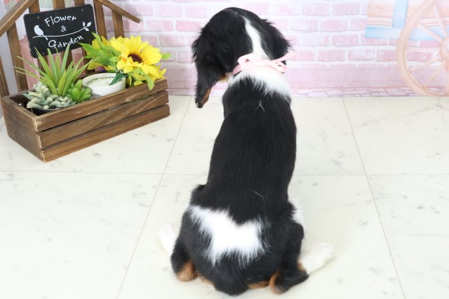 福岡県のキャバリアキングチャールズスパニエル (Coo&RIKU小倉店/2025年11月1日生まれ/女の子/トライカラー)の子犬の4枚目の画像