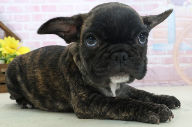 山口県のフレンチブルドッグ (Coo&RIKUサンパークあじす店/2025年11月3日生まれ/男の子/ブリンドル)の子犬の2枚目の画像