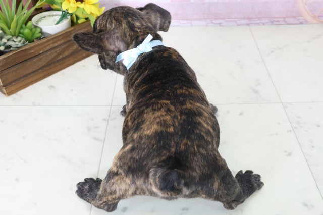 山口県のフレンチブルドッグ (Coo&RIKUサンパークあじす店/2025年11月3日生まれ/男の子/ブリンドル)の子犬の4枚目の画像