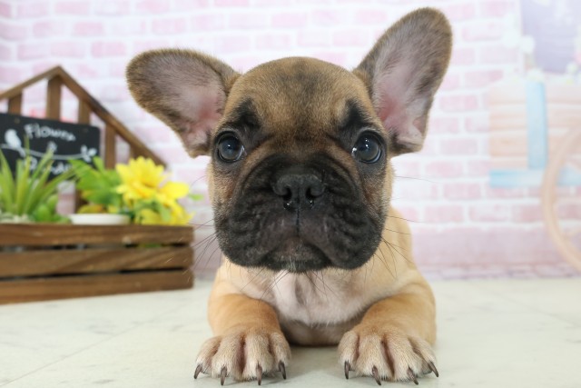 高知県のフレンチブルドッグ (Coo&RIKU高知御座店/2025年11月3日生まれ/男の子/フォーン)の子犬の1枚目の画像
