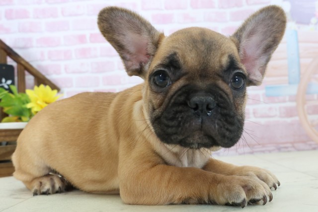高知県のフレンチブルドッグ (Coo&RIKU高知御座店/2025年11月3日生まれ/男の子/フォーン)の子犬の2枚目の画像
