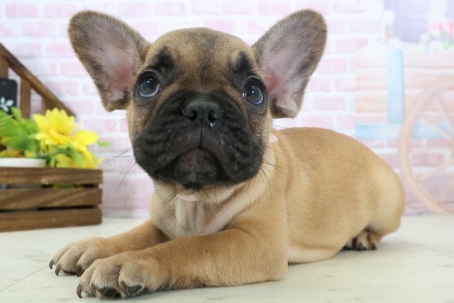 高知県のフレンチブルドッグ (Coo&RIKU高知御座店/2025年11月3日生まれ/男の子/フォーン)の子犬の3枚目の画像