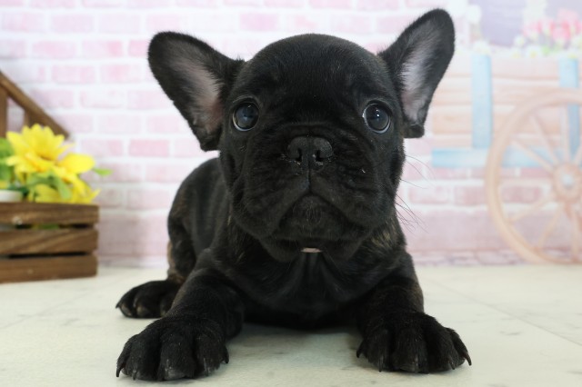 山口県のフレンチブルドッグ (Coo&RIKUシーモール下関店/2025年11月3日生まれ/女の子/ブリンドル)の子犬の1枚目の画像