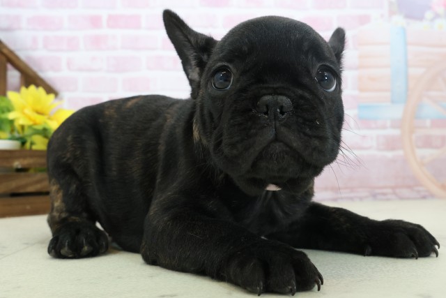 山口県のフレンチブルドッグ (Coo&RIKUシーモール下関店/2025年11月3日生まれ/女の子/ブリンドル)の子犬の2枚目の画像