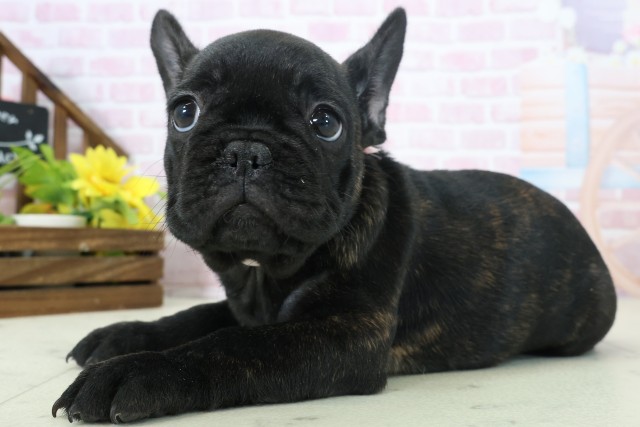 山口県のフレンチブルドッグ (Coo&RIKUシーモール下関店/2025年11月3日生まれ/女の子/ブリンドル)の子犬の3枚目の画像