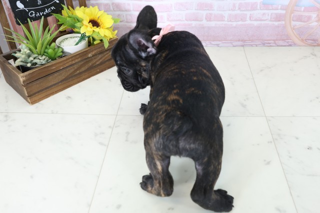 山口県のフレンチブルドッグ (Coo&RIKUシーモール下関店/2025年11月3日生まれ/女の子/ブリンドル)の子犬の4枚目の画像