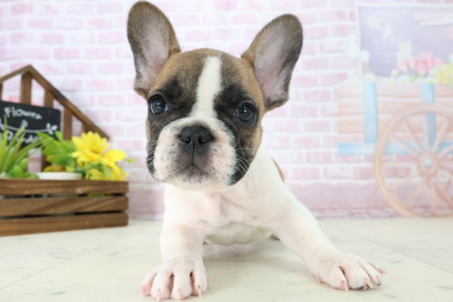 フレンチブルドッグ