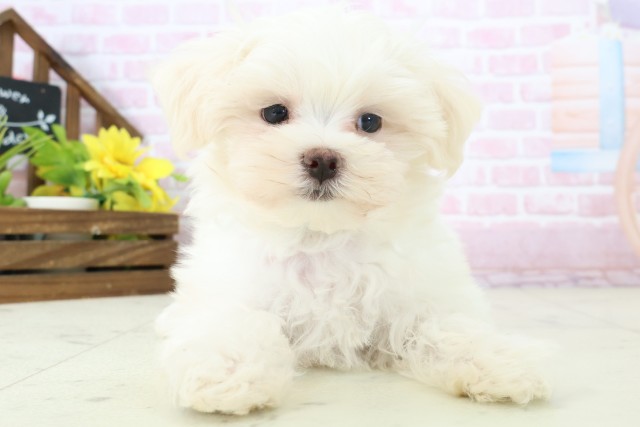 熊本県のマルチーズ (Coo&RIKU熊本店/2025年11月6日生まれ/男の子/ホワイト)の子犬の1枚目の画像