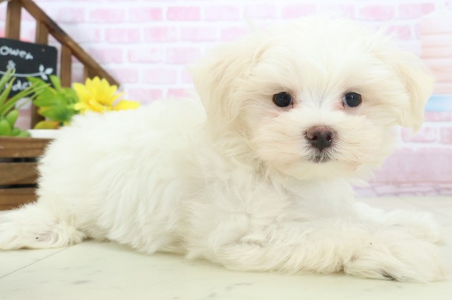 熊本県のマルチーズ (Coo&RIKU熊本店/2025年11月6日生まれ/男の子/ホワイト)の子犬の2枚目の画像