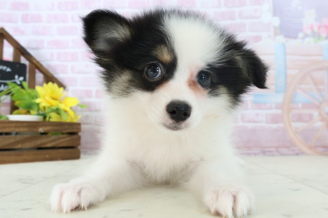 静岡県のポメラニアン (Coo&RIKU藤枝店/2025年11月8日生まれ/女の子/パーティーカラー)の子犬の1枚目の画像