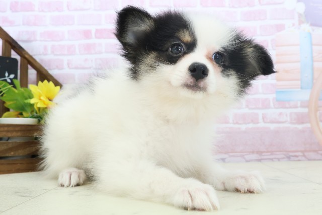 静岡県のポメラニアン (Coo&RIKU藤枝店/2025年11月8日生まれ/女の子/パーティーカラー)の子犬の2枚目の画像