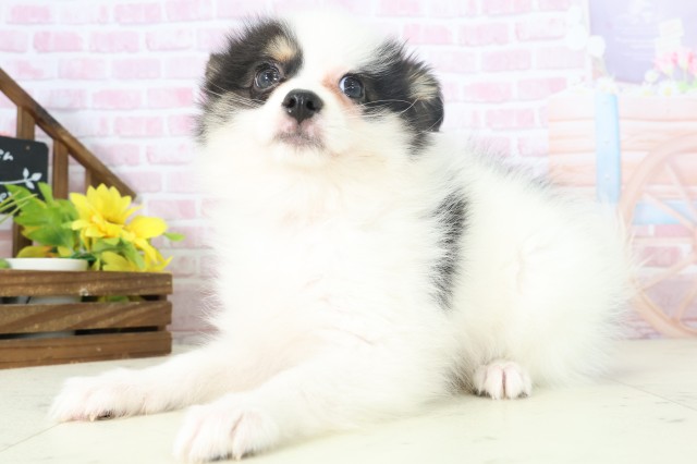 静岡県のポメラニアン (Coo&RIKU藤枝店/2025年11月8日生まれ/女の子/パーティーカラー)の子犬の3枚目の画像