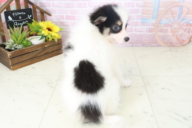 静岡県のポメラニアン (Coo&RIKU藤枝店/2025年11月8日生まれ/女の子/パーティーカラー)の子犬の4枚目の画像