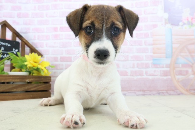 静岡県のジャックラッセルテリア (Coo&RIKU掛川店/2025年10月31日生まれ/女の子/ホワイトタン)の子犬の1枚目の画像