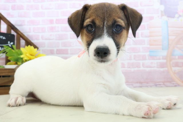 静岡県のジャックラッセルテリア (Coo&RIKU掛川店/2025年10月31日生まれ/女の子/ホワイトタン)の子犬の2枚目の画像