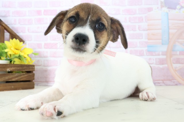 静岡県のジャックラッセルテリア (Coo&RIKU掛川店/2025年10月31日生まれ/女の子/ホワイトタン)の子犬の3枚目の画像
