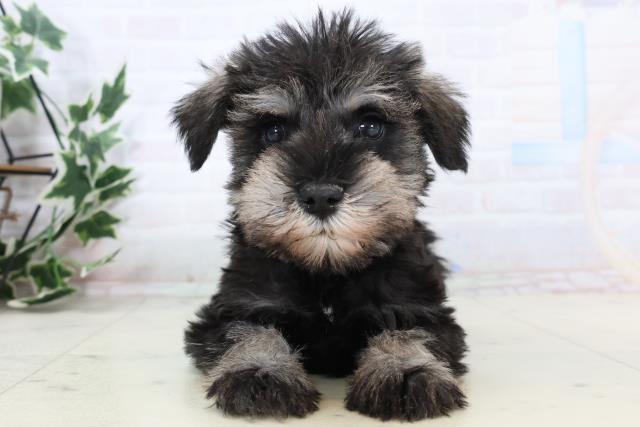 愛知県のミニチュアシュナウザー (Coo&RIKU岡崎店/2025年11月13日生まれ/男の子/ソルトペッパー)の子犬の1枚目の画像