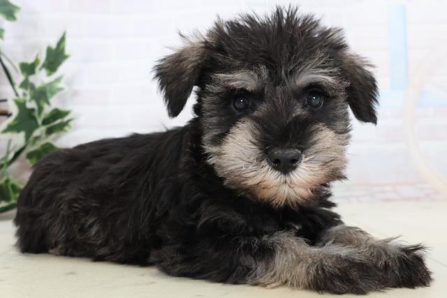 愛知県のミニチュアシュナウザー (Coo&RIKU岡崎店/2025年11月13日生まれ/男の子/ソルトペッパー)の子犬の2枚目の画像