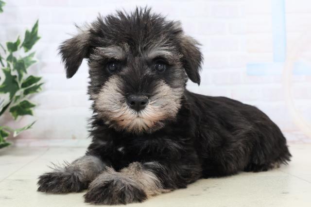 愛知県のミニチュアシュナウザー (Coo&RIKU岡崎店/2025年11月13日生まれ/男の子/ソルトペッパー)の子犬の3枚目の画像