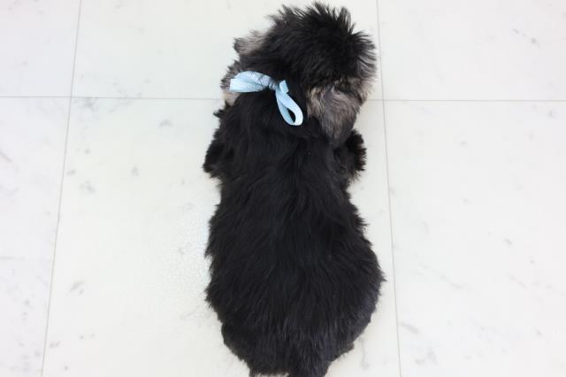 愛知県のミニチュアシュナウザー (Coo&RIKU岡崎店/2025年11月13日生まれ/男の子/ソルトペッパー)の子犬の4枚目の画像