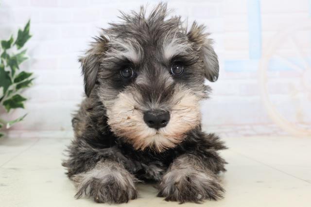 静岡県のミニチュアシュナウザー (Coo&RIKU掛川店/2025年11月13日生まれ/女の子/ソルトペッパー)の子犬の1枚目の画像