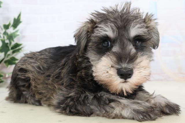 静岡県のミニチュアシュナウザー (Coo&RIKU掛川店/2025年11月13日生まれ/女の子/ソルトペッパー)の子犬の2枚目の画像