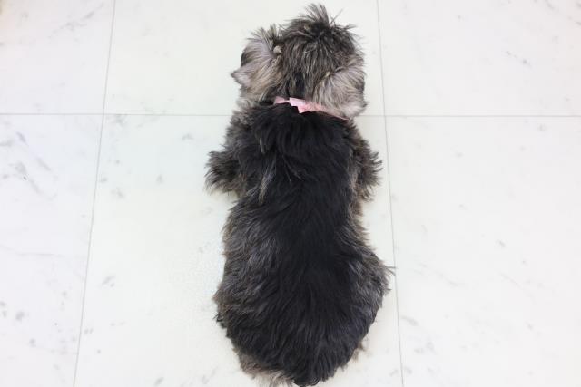 静岡県のミニチュアシュナウザー (Coo&RIKU掛川店/2025年11月13日生まれ/女の子/ソルトペッパー)の子犬の4枚目の画像