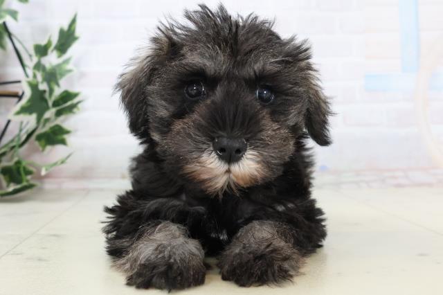 愛知県のミニチュアシュナウザー (Coo&RIKU瀬港線守山店/2025年11月13日生まれ/女の子/ソルトペッパー)の子犬の1枚目の画像