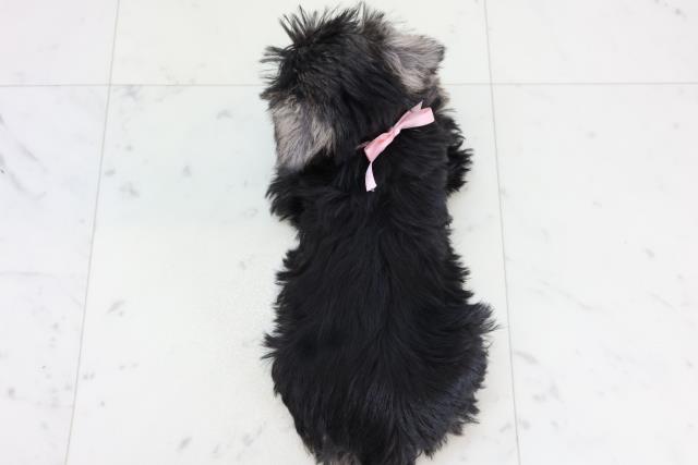 愛知県のミニチュアシュナウザー (Coo&RIKU瀬港線守山店/2025年11月13日生まれ/女の子/ソルトペッパー)の子犬の4枚目の画像