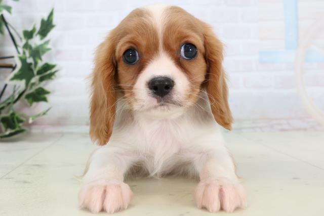 福岡県のキャバリアキングチャールズスパニエル (Coo&RIKU久留米店/2025年11月13日生まれ/男の子/ブレンハイム)の子犬の1枚目の画像