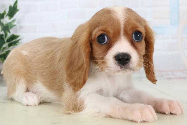 福岡県のキャバリアキングチャールズスパニエル (Coo&RIKU久留米店/2025年11月13日生まれ/男の子/ブレンハイム)の子犬の2枚目の画像