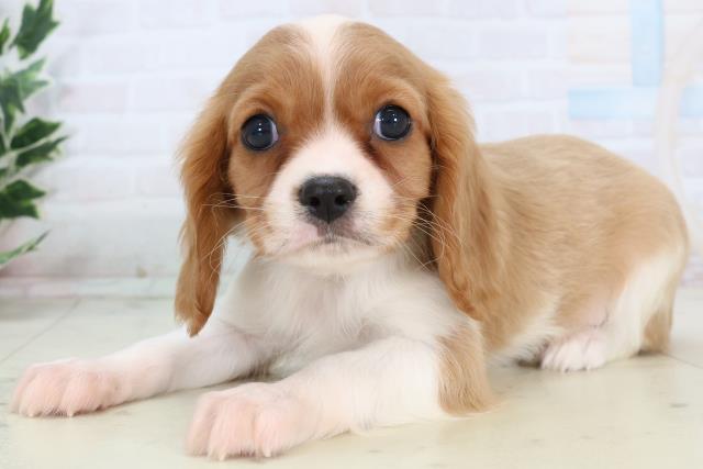 福岡県のキャバリアキングチャールズスパニエル (Coo&RIKU久留米店/2025年11月13日生まれ/男の子/ブレンハイム)の子犬の3枚目の画像