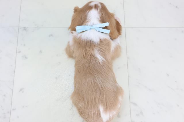 福岡県のキャバリアキングチャールズスパニエル (Coo&RIKU久留米店/2025年11月13日生まれ/男の子/ブレンハイム)の子犬の4枚目の画像
