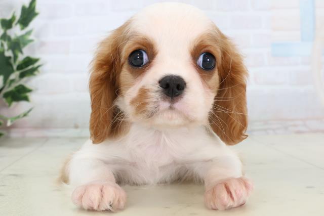 熊本県のキャバリアキングチャールズスパニエル (Coo&RIKU熊本店/2025年11月13日生まれ/男の子/ブレンハイム)の子犬の1枚目の画像