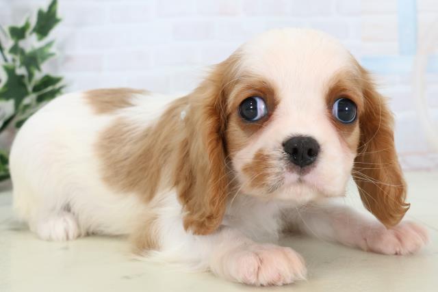 熊本県のキャバリアキングチャールズスパニエル (Coo&RIKU熊本店/2025年11月13日生まれ/男の子/ブレンハイム)の子犬の2枚目の画像