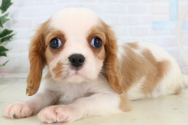 熊本県のキャバリアキングチャールズスパニエル (Coo&RIKU熊本店/2025年11月13日生まれ/男の子/ブレンハイム)の子犬の3枚目の画像
