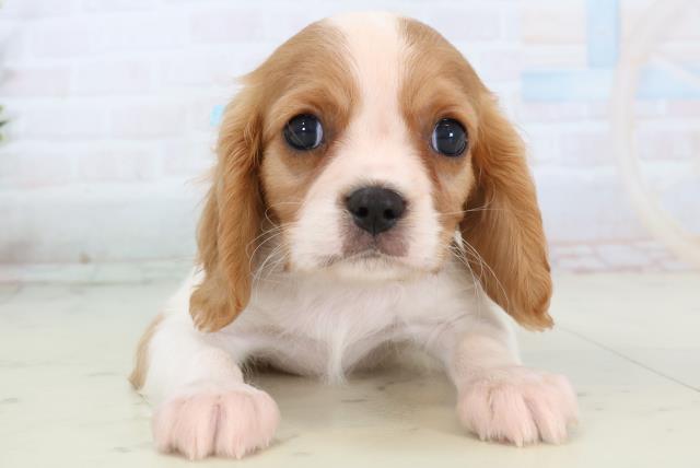 鹿児島県のキャバリアキングチャールズスパニエル (Coo&RIKU霧島店/2025年11月13日生まれ/男の子/ブレンハイム)の子犬の1枚目の画像