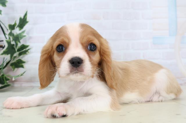 鹿児島県のキャバリアキングチャールズスパニエル (Coo&RIKU霧島店/2025年11月13日生まれ/男の子/ブレンハイム)の子犬の3枚目の画像