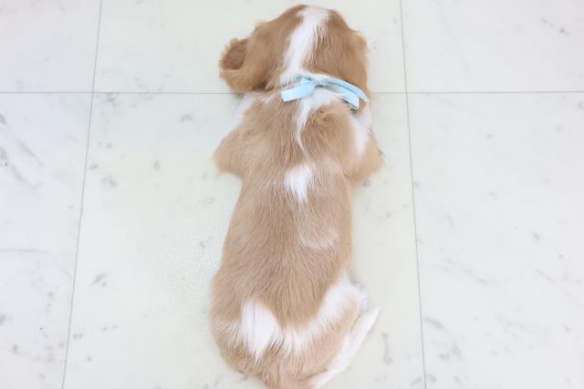 鹿児島県のキャバリアキングチャールズスパニエル (Coo&RIKU霧島店/2025年11月13日生まれ/男の子/ブレンハイム)の子犬の4枚目の画像