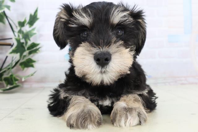 愛知県のミニチュアシュナウザー (Coo&RIKU豊田店/2025年11月16日生まれ/男の子/ブラックシルバー)の子犬の1枚目の画像