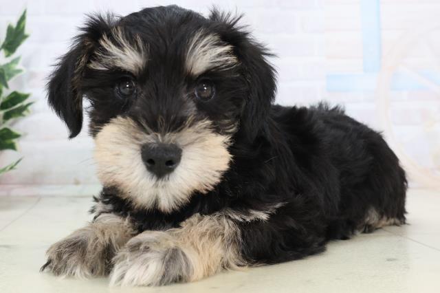 愛知県のミニチュアシュナウザー (Coo&RIKU豊田店/2025年11月16日生まれ/男の子/ブラックシルバー)の子犬の3枚目の画像