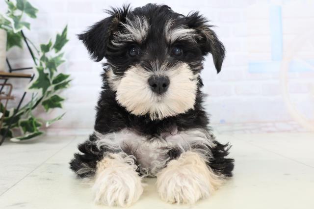 静岡県のミニチュアシュナウザー (Coo&RIKU沼津店/2025年11月16日生まれ/女の子/ブラックシルバー)の子犬の1枚目の画像