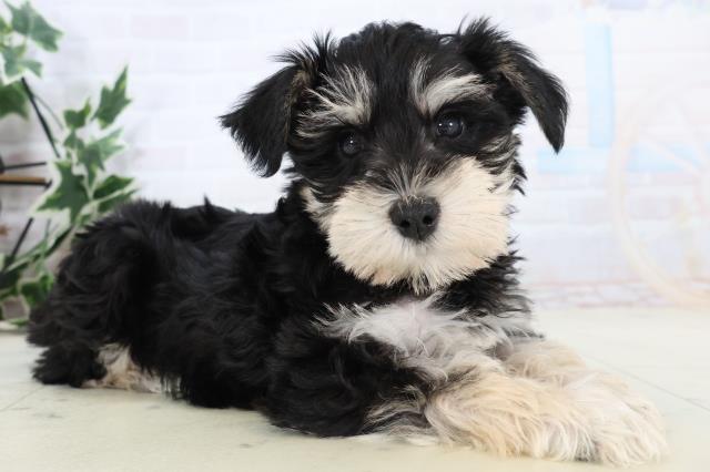 静岡県のミニチュアシュナウザー (Coo&RIKU沼津店/2025年11月16日生まれ/女の子/ブラックシルバー)の子犬の2枚目の画像