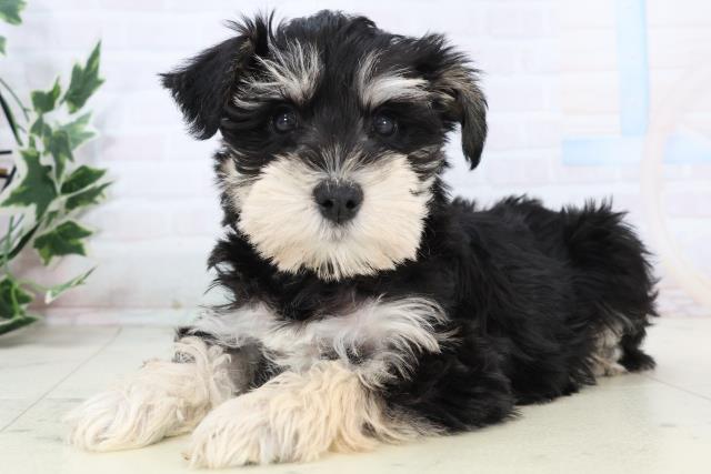 静岡県のミニチュアシュナウザー (Coo&RIKU沼津店/2025年11月16日生まれ/女の子/ブラックシルバー)の子犬の3枚目の画像