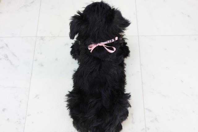 静岡県のミニチュアシュナウザー (Coo&RIKU沼津店/2025年11月16日生まれ/女の子/ブラックシルバー)の子犬の4枚目の画像