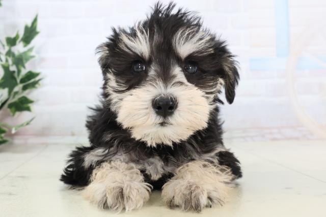 静岡県のミニチュアシュナウザー (Coo&RIKU藤枝店/2025年11月16日生まれ/女の子/ブラックシルバー)の子犬の1枚目の画像