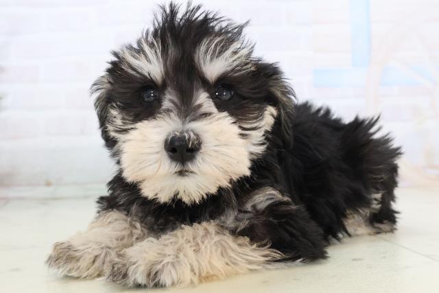 静岡県のミニチュアシュナウザー (Coo&RIKU藤枝店/2025年11月16日生まれ/女の子/ブラックシルバー)の子犬の3枚目の画像