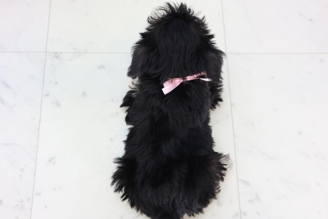 静岡県のミニチュアシュナウザー (Coo&RIKU藤枝店/2025年11月16日生まれ/女の子/ブラックシルバー)の子犬の4枚目の画像