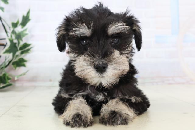 愛知県のミニチュアシュナウザー (Coo&RIKU半田店/2025年11月16日生まれ/女の子/ブラックシルバー)の子犬の1枚目の画像